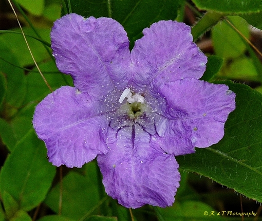 {Ruellia humilis}
